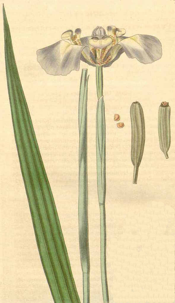 <i>Phalocallis cœlestis</i>